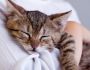 Comment Eduquer Son Chat